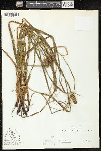 Carex typhina image