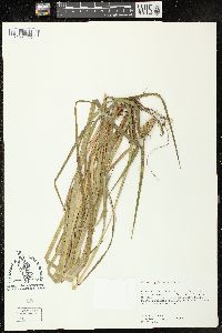 Carex typhina image