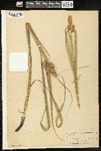 Carex typhina image