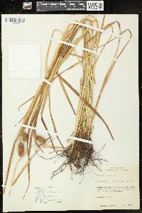 Carex typhina image