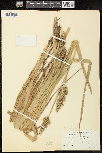 Carex uberior image
