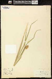 Carex typhina image