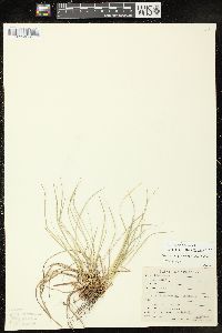 Carex umbellata image