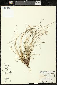 Carex umbellata image