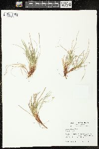 Carex umbellata image