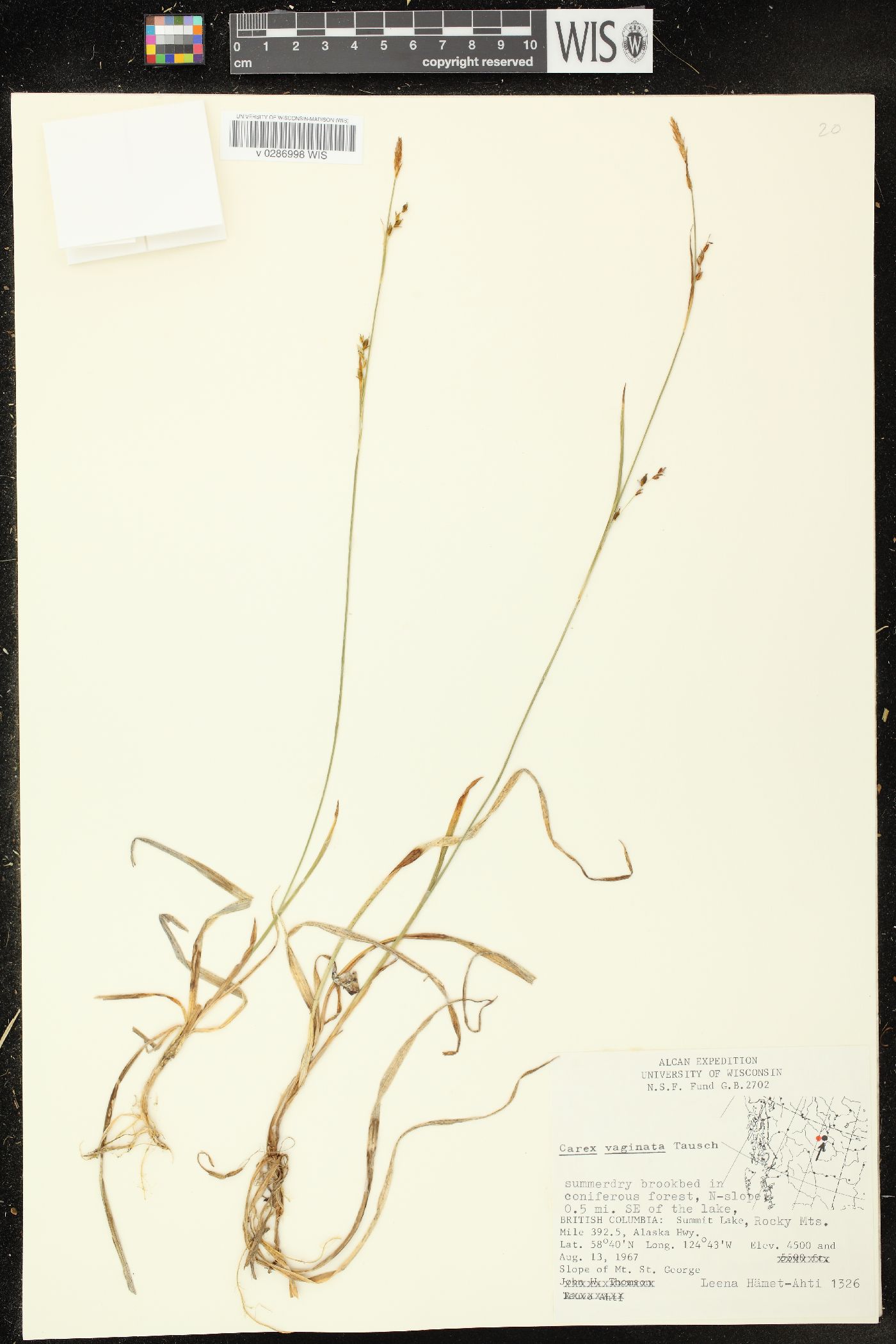 Carex vaginata image