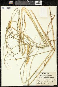 Carex vesicaria image