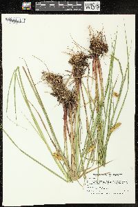 Carex vesicaria image