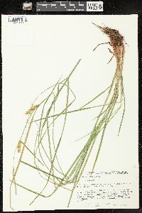 Carex vesicaria image