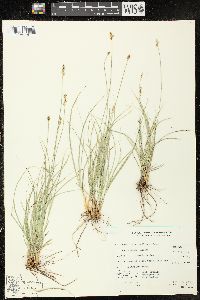 Carex vallicola image