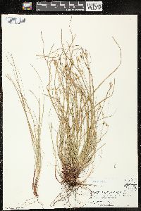 Carex varia image