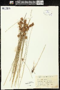 Carex unilateralis image