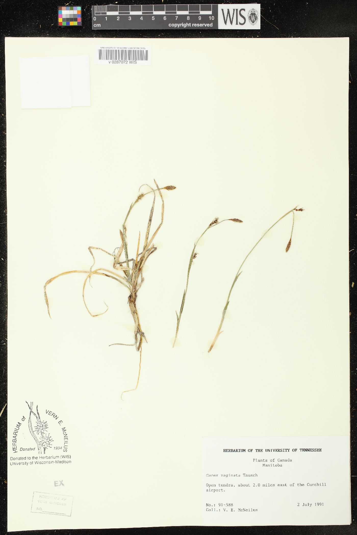 Carex vaginata image