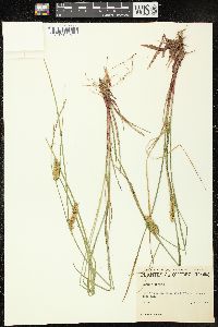 Carex vesicaria image