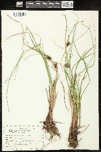 Carex vesicaria image