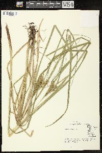 Carex vesicaria image