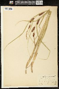 Carex vesicaria image