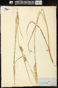 Carex vesicaria image