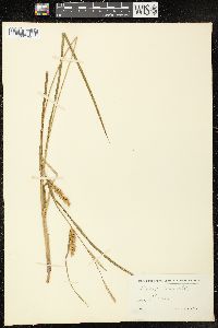 Carex vesicaria image