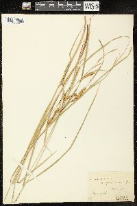 Carex vesicaria var. monile image