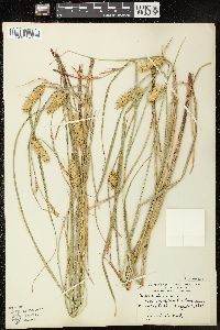 Carex vesicaria image