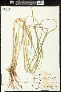 Carex vesicaria image