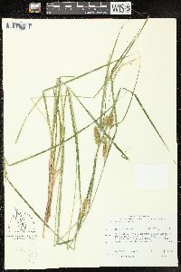 Carex vesicaria image