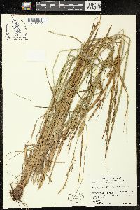 Carex vesicaria image