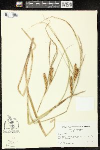 Carex vesicaria image