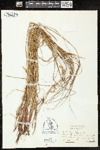 Carex vesicaria image