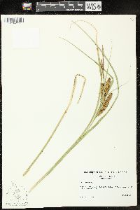 Carex vesicaria image