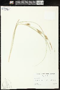 Carex vesicaria image