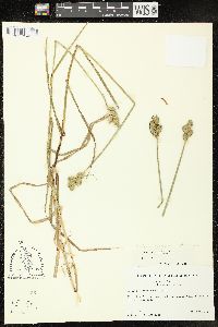 Carex brittoniana image