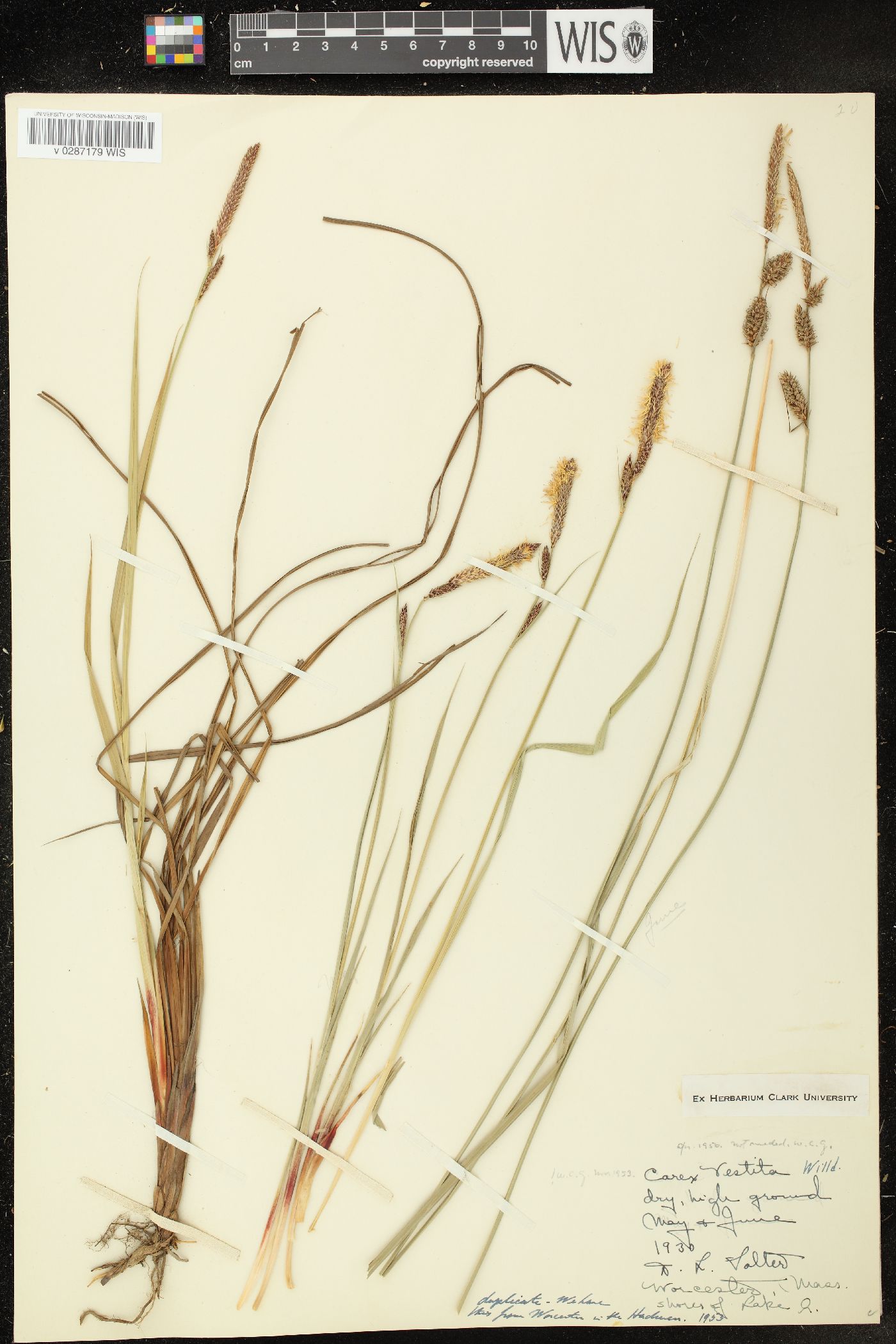 Carex vestita image