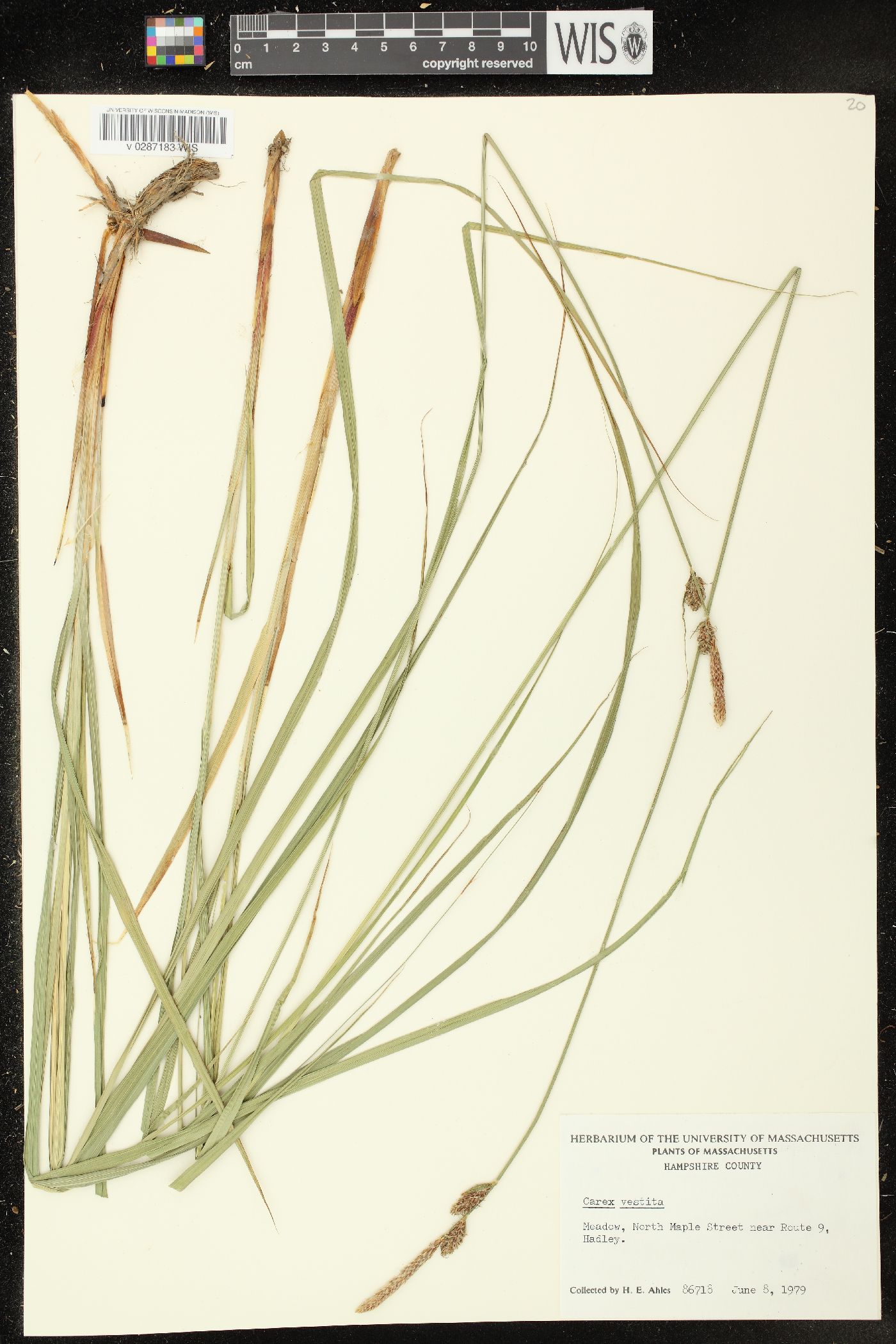 Carex vestita image