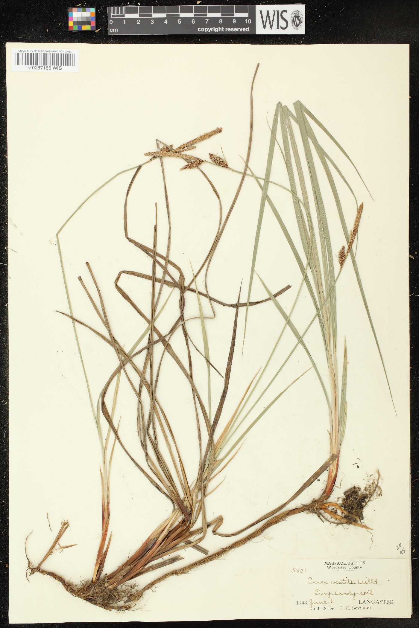 Carex vestita image