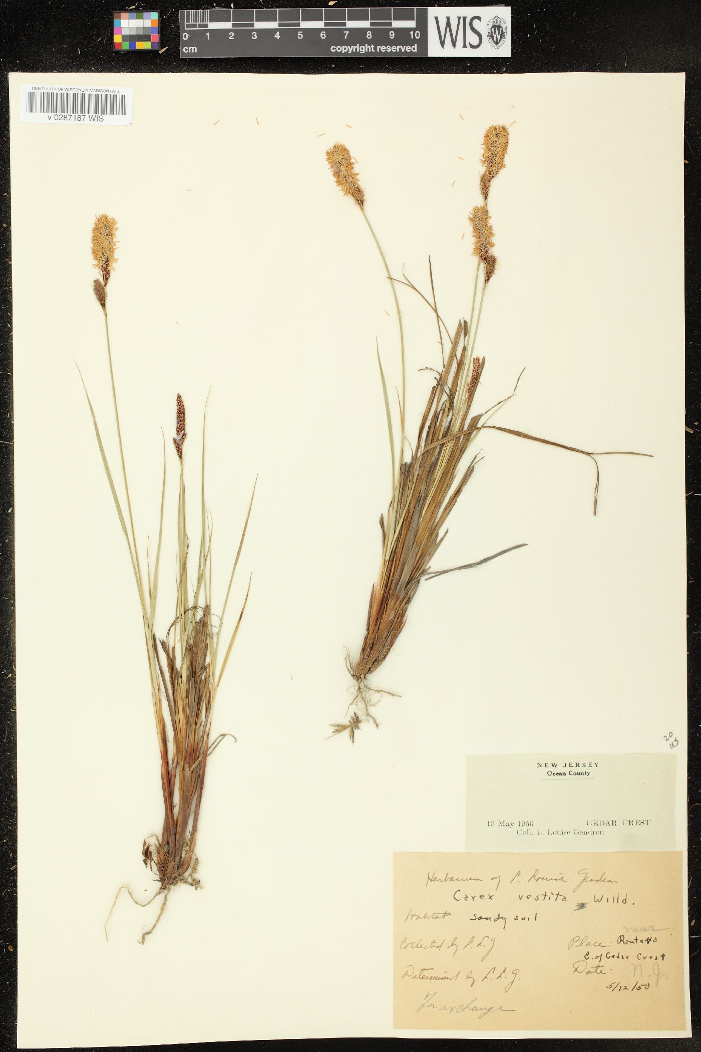 Carex vestita image