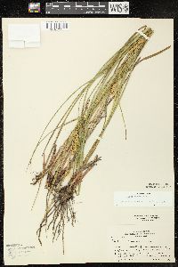 Carex vesicaria image