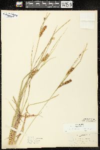 Carex vesicaria image