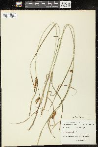 Carex vesicaria image