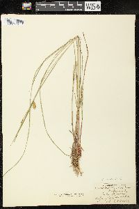 Carex vesicaria image