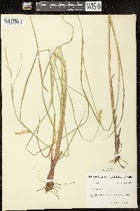 Carex vesicaria image