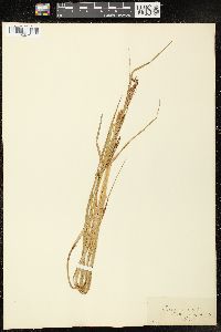 Carex vesicaria image