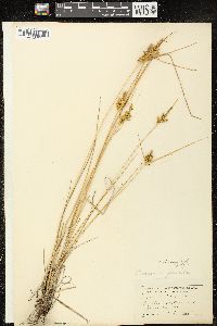 Carex viridula image