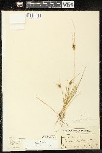 Carex viridula image