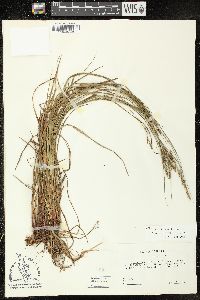 Carex virescens image