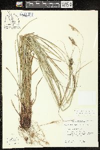 Carex virescens image