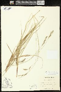 Carex virescens image