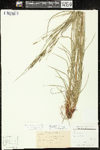 Carex virescens image