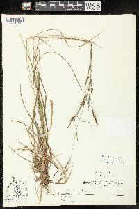 Carex virescens image